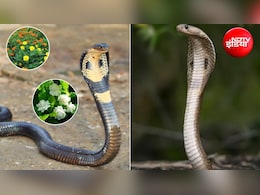 Gardening Tips: बारिश में बढ़ गया है सांपों का खतरा? घर में लगाएं ये 4 पौधे, नहीं फटकेंगे आसपास