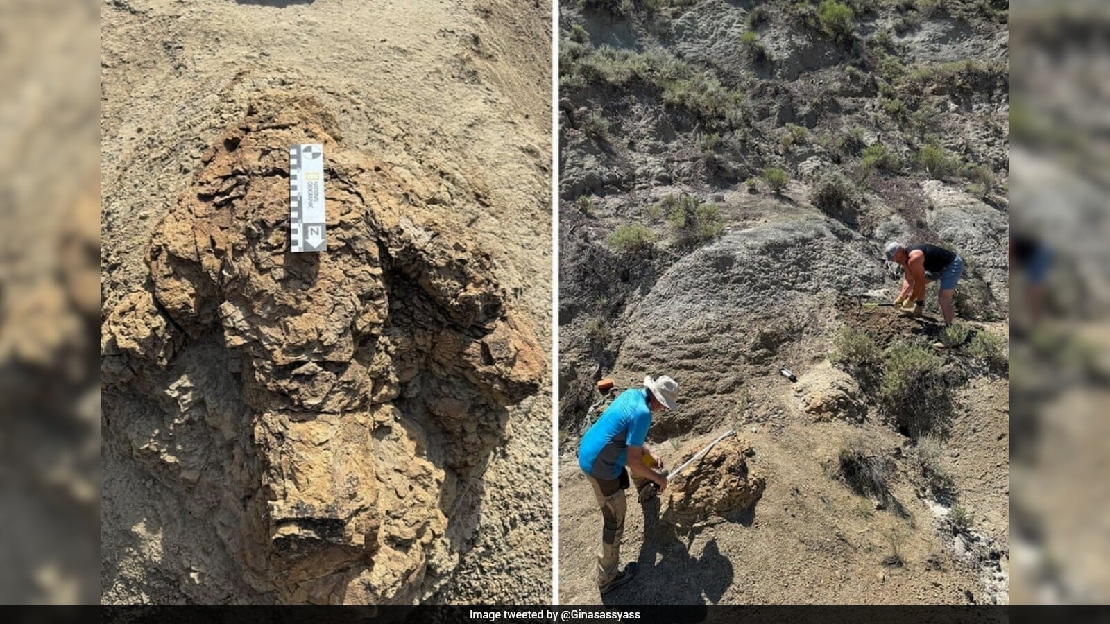 First Known Trail Of Adult T Rex Footprints Found, Reveals How Fast The Dinosaur Moved