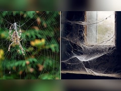 घर में बार-बार बन जाते हैं मकड़ी के जाले? ये 4 काम करने से दोबारा नजर नहीं आएगा एक भी जाला