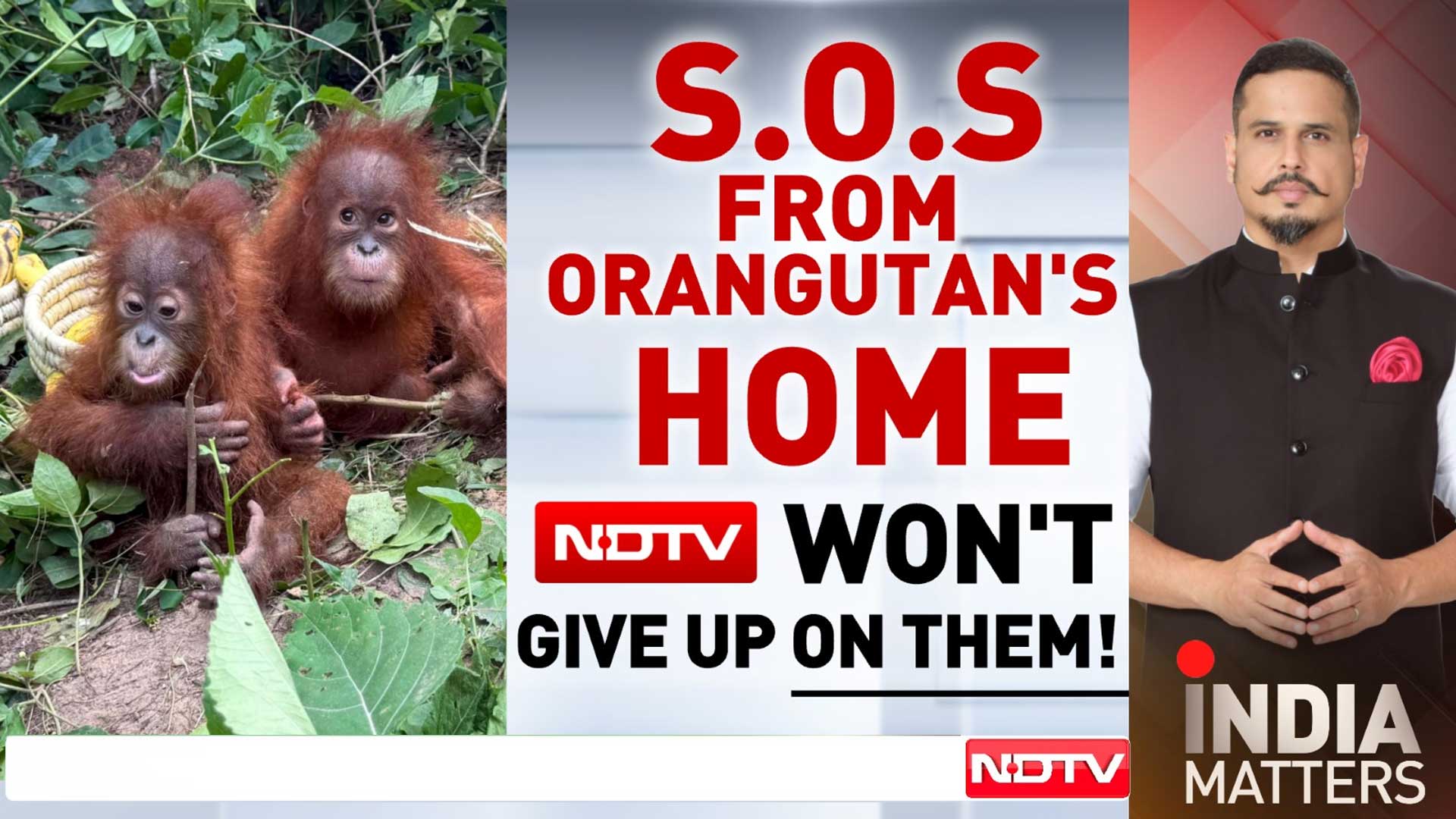 Video | 5 Orangutan Babies In Odisha: Will They Find Their Way Home To Indonesia?