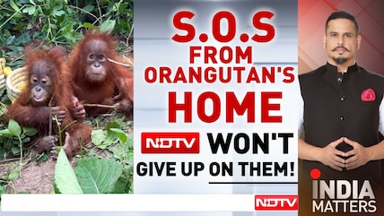 5 Orangutan Babies In Odisha: Will They Find Their Way Home To Indonesia?