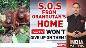 5 Orangutan Babies In Odisha: Will They Find Their Way Home To Indonesia?