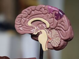 Did Two Nervous Systems Merge To Create The Human Brain? New Stanford Study Says Yes