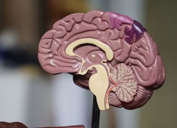 Did Two Nervous Systems Merge To Create The Human Brain? New Stanford Study Says Yes