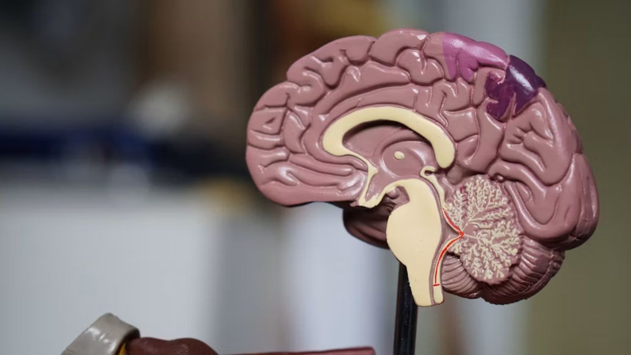The brain is essentially made up of two ancient nervous systems that came together during evolution