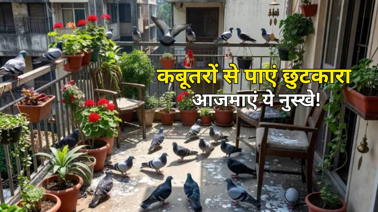 बालकनी में कबूतरों ने बना लिया है डेरा? बिना नुकसान पहुंचाए ऐसे भगाएं, अपनाएं ये आसान घरेलू उपाय