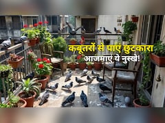बालकनी में कबूतरों ने बना लिया है डेरा? बिना नुकसान पहुंचाए ऐसे भगाएं, अपनाएं ये आसान घरेलू उपाय