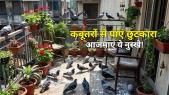 बालकनी में कबूतरों ने बना लिया है डेरा? बिना नुकसान पहुंचाए ऐसे भगाएं, अपनाएं ये आसान घरेलू उपाय