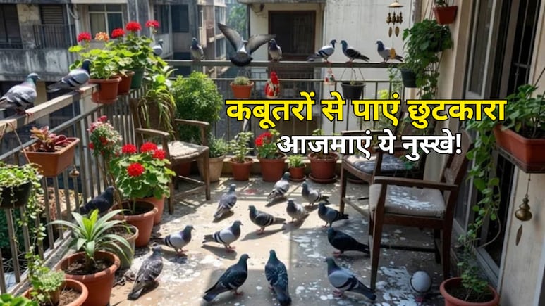 बालकनी में कबूतरों ने बना लिया है डेरा? बिना नुकसान पहुंचाए ऐसे भगाएं, अपनाएं ये आसान घरेलू उपाय