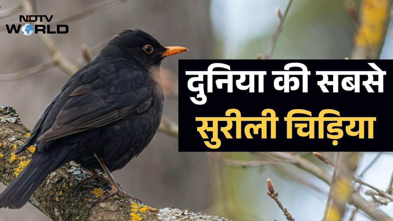 कोयल या मैना नहीं, इस चिड़िया के पास है दुनिया में सबसे सुरीली आवाज, नई रिसर्च में खुलासा