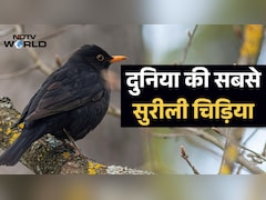कोयल या मैना नहीं, इस चिड़िया के पास है दुनिया में सबसे सुरीली आवाज, नई रिसर्च में खुलासा