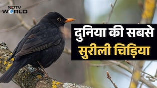 कोयल या मैना नहीं, इस चिड़िया के पास है दुनिया में सबसे सुरीली आवाज, नई रिसर्च में खुलासा