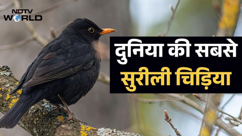 कोयल या मैना नहीं, इस चिड़िया के पास है दुनिया में सबसे सुरीली आवाज, नई रिसर्च में खुलासा