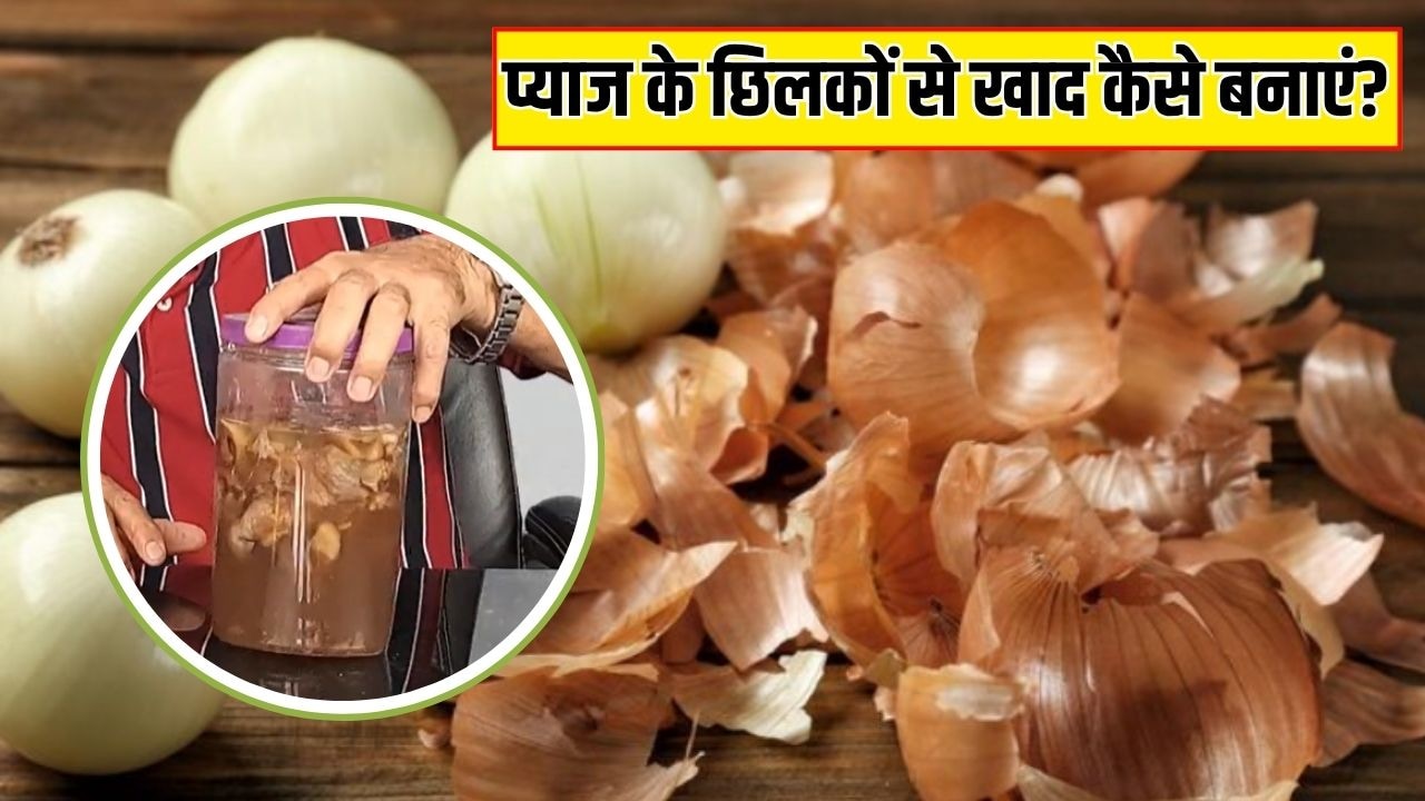 प्याज के छिलकों से खाद कैसे बनाएं? गार्डनिंग एक्सपर्ट ने बताया इसे डालने से फूलों से लद जाएगा पौधा