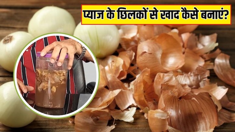 प्याज के छिलकों से खाद कैसे बनाएं? गार्डनिंग एक्सपर्ट ने बताया इसे डालने से फूलों से लद जाएगा पौधा