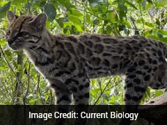 Scientists Discover New Cat Species In Bolivia With A Leopard-Like Appearance