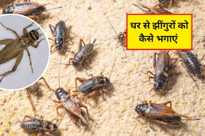घर पर झींगुर से कैसे छुटकारा पाएं? झींगुरों को भगाने के लिए कौन सी दवा है, जान&zwj;िए यहां