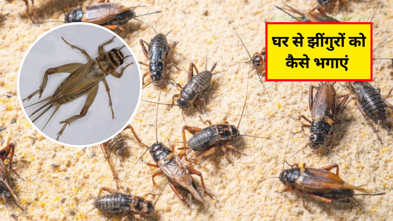 घर पर झींगुर से कैसे छुटकारा पाएं? झींगुरों को भगाने के लिए कौन सी दवा है, जान‍िए यहां