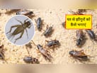 घर पर झींगुर से कैसे छुटकारा पाएं? झींगुरों को भगाने के लिए कौन सी दवा है, जान‍िए यहां