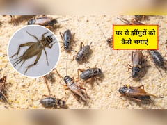 घर पर झींगुर से कैसे छुटकारा पाएं? झींगुरों को भगाने के लिए कौन सी दवा है, जान‍िए यहां