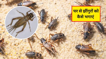 घर पर झींगुर से कैसे छुटकारा पाएं? झींगुरों को भगाने के लिए कौन सी दवा है, जान‍िए यहां