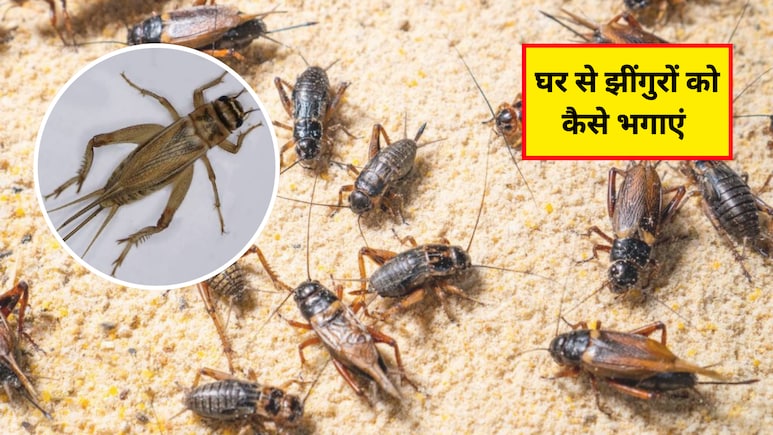 घर पर झींगुर से कैसे छुटकारा पाएं? झींगुरों को भगाने के लिए कौन सी दवा है, जान&zwj;िए यहां