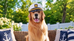 Tucker Budzyn, The Golden Retriever Star With More Than 4 Million Instagram Followers, Dies