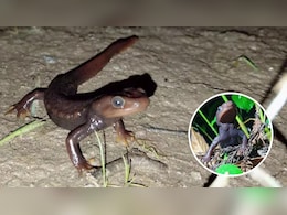 सैलामेंडर को भगाने का क्या तरीका है? घर से सैलामेंडर भगाने के क्या घरेलू उपाय हैं?