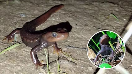 सैलामेंडर को भगाने का क्या तरीका है? घर से सैलामेंडर भगाने के क्या घरेलू उपाय हैं?