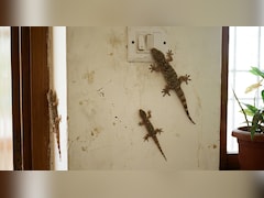 छिपकली भगाने का स्प्रे कैसे बनाएं? इसे छिड़कने से घर में नजर नहीं आएगी एक भी छिपकली