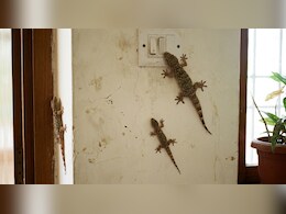 छिपकली भगाने का स्प्रे कैसे बनाएं? इसे छिड़कने से घर में नजर नहीं आएगी एक भी छिपकली
