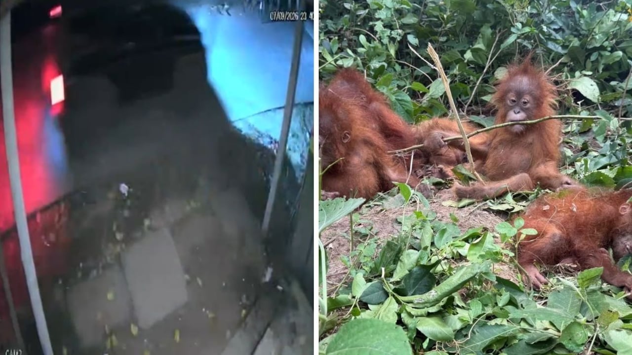 On Camera, Black Thar Seen In Area Where Orangutans Were Found
