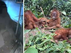 On Camera, Black Thar Seen In Area Where Orangutans Were Found