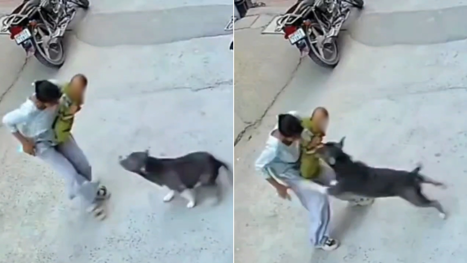 6-Month-Old Critical After Pit Bull Attack In Haryana, CCTV Captures Horror