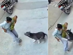 6-Month-Old Critical After Pit Bull Attack In Haryana's Sonipat, CCTV Captures Horror