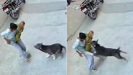 6-Month-Old Critical After Pit Bull Attack In Haryana's Sonipat, CCTV Captures Horror