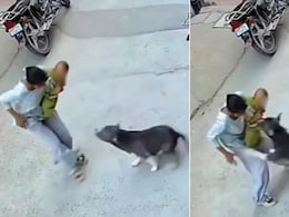 6-Month-Old Critical After Pit Bull Attack In Haryana's Sonipat, CCTV Captures Horror