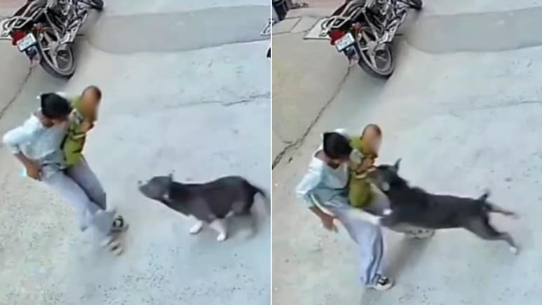 Pit bull mauls 6-month-old during walk in Haryana's Sonipat; baby critical, CCTV captures attack