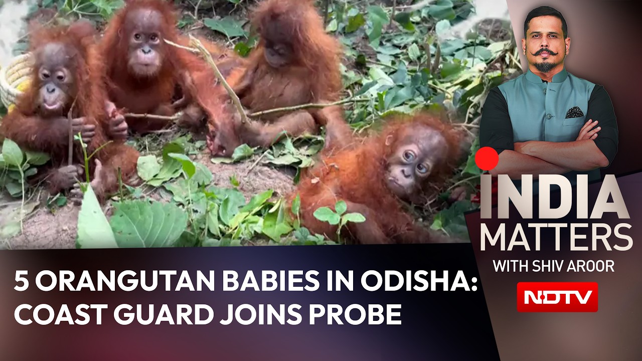 5 Orangutan Babies In Odisha: Coast Guard Joins Probe Into Suspected Smuggling Racket
