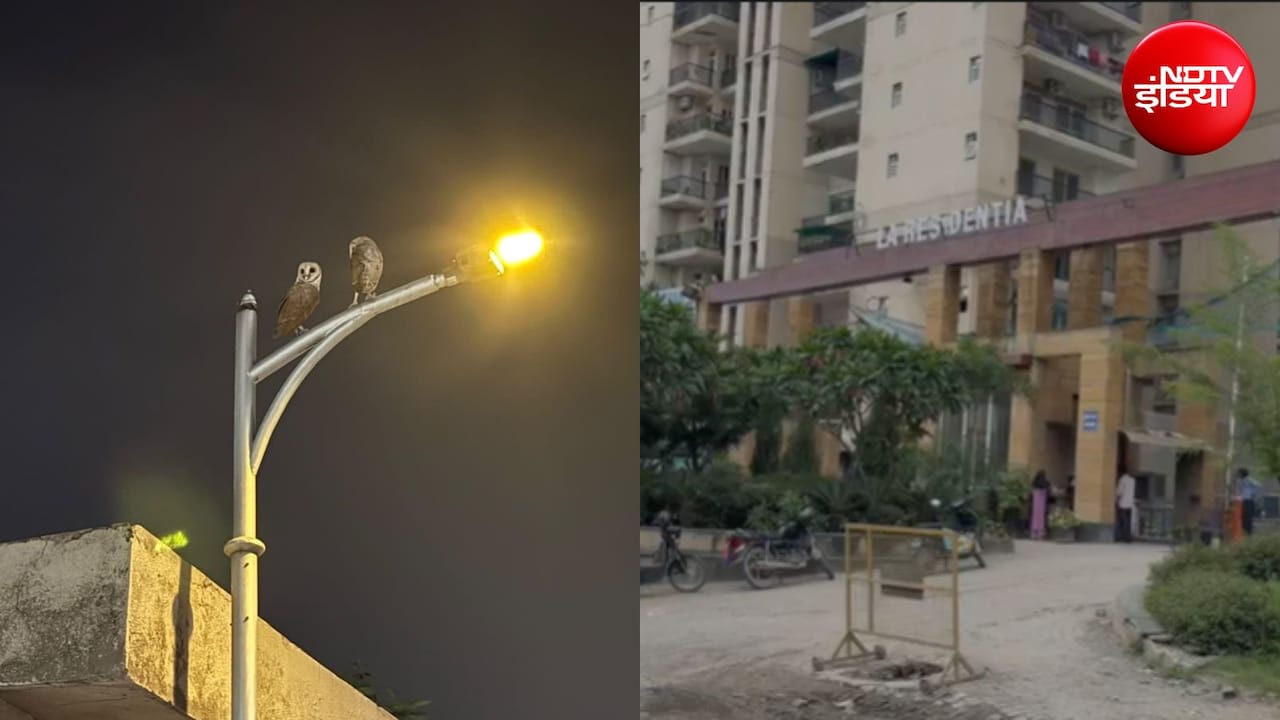 ग्रेटर नोएडा वेस्ट में उल्लू का आतंक, 3 दिन में 5 लोगों पर हमला; रात में बना डर का माहौल