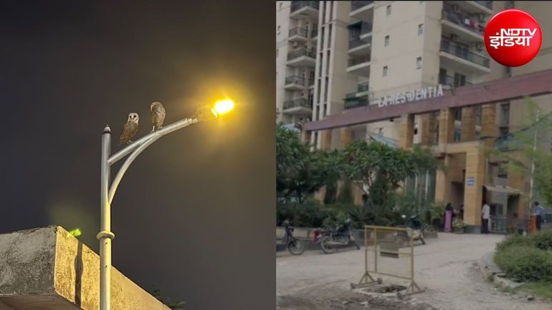 ग्रेटर नोएडा वेस्ट में उल्लू का आतंक, 3 दिन में 5 लोगों पर हमला; रात में बना डर का माहौल