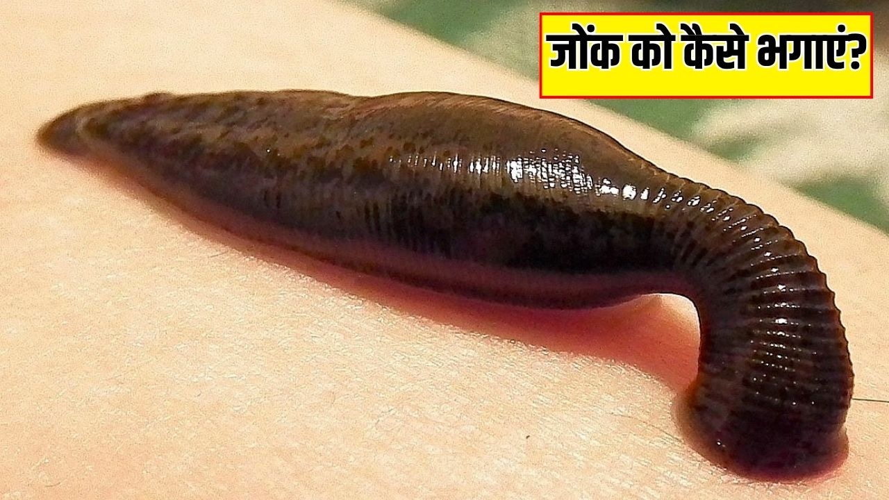 खून चूसने वाली जोंक को कैसे भगाएं? जानें क्या करने से घर के आसपास भी नहीं दिखेगी लीच