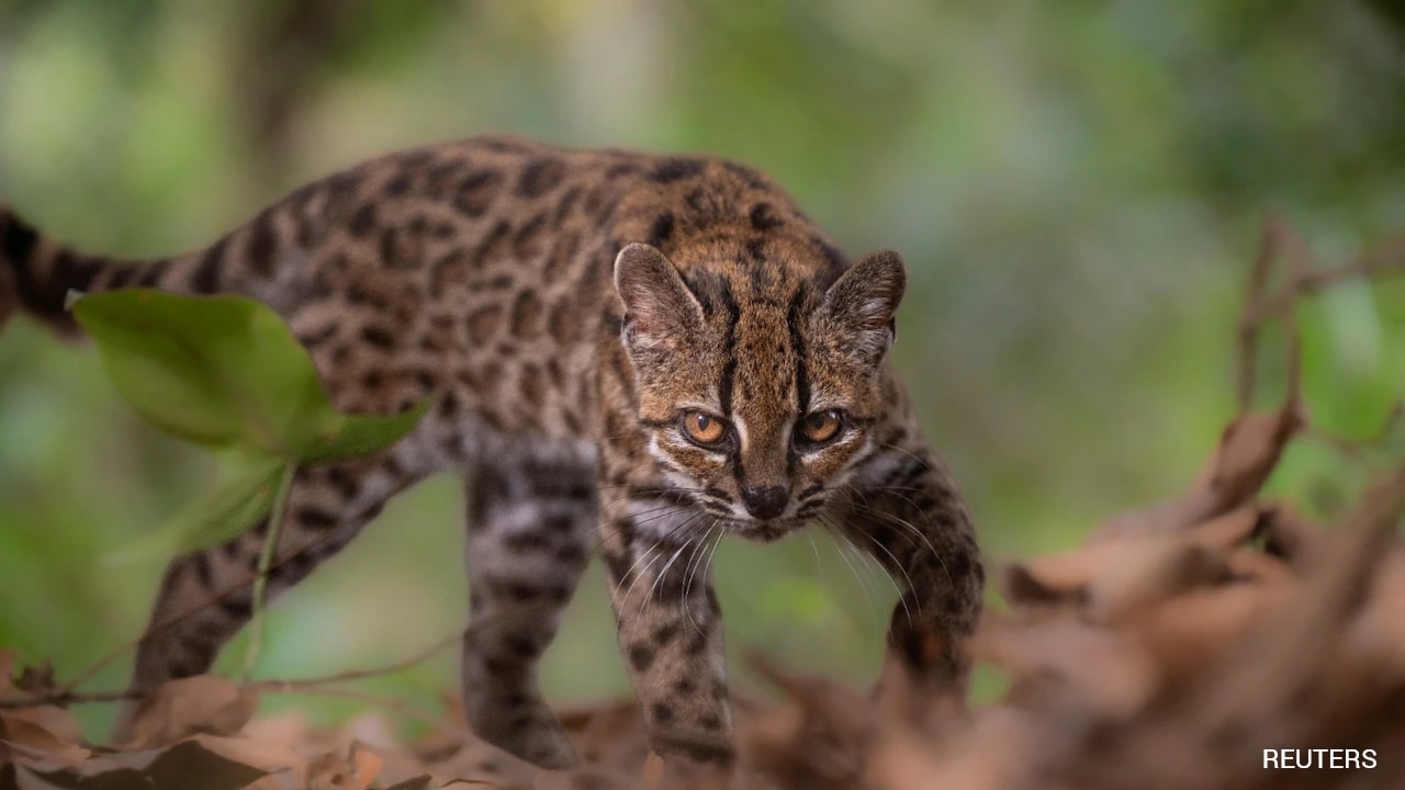 In A First In Over A Century, New Cat Species Identified In Bolivia
