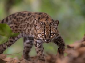 In A First In Over A Century, New Cat Species Identified In Bolivia