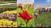 How Local Women Are Turning Ladakh's Lily Fields Into A Blooming Business