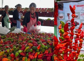 This GI-Tagged Chilli Is So Hot, Nagaland Minister Temjen Imna Along Says You Will 'Always Lose'