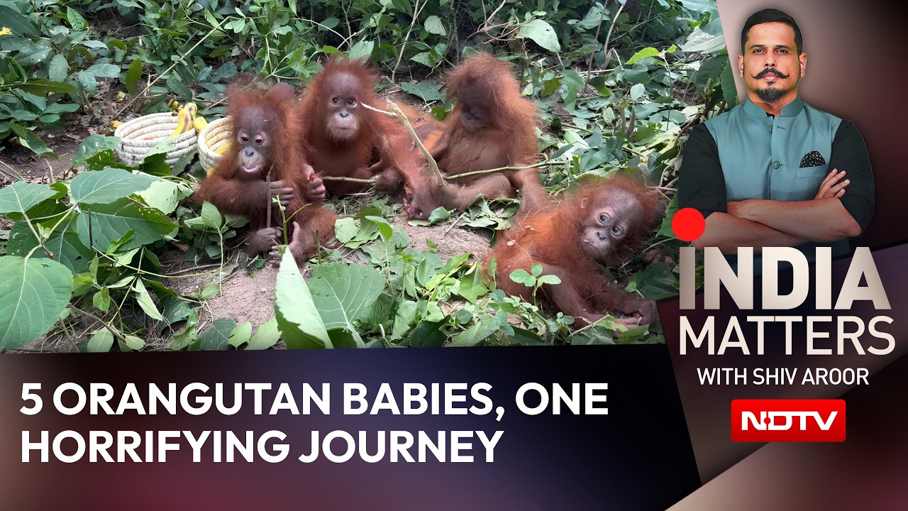 5 Orangutan Babies, One Horrifying Journey: Who Ordered Them?