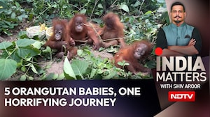 5 Orangutan Babies, One Horrifying Journey: Who Ordered Them?
