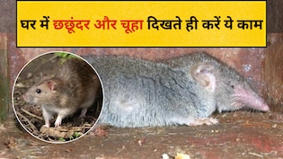 चूहों-छछूंदर से हैं परेशान? घर में रखी ये 5 चीजें हैं रामबाण, गंध मिलते ही बदल देंगे रास्ता