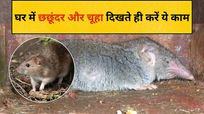 How to Get Rid of Rats: चूहों-छछूंदर से हैं परेशान? घर में रखी ये 5 चीजें हैं रामबाण, गंध मिलते ही बदल देंगे रास्ता